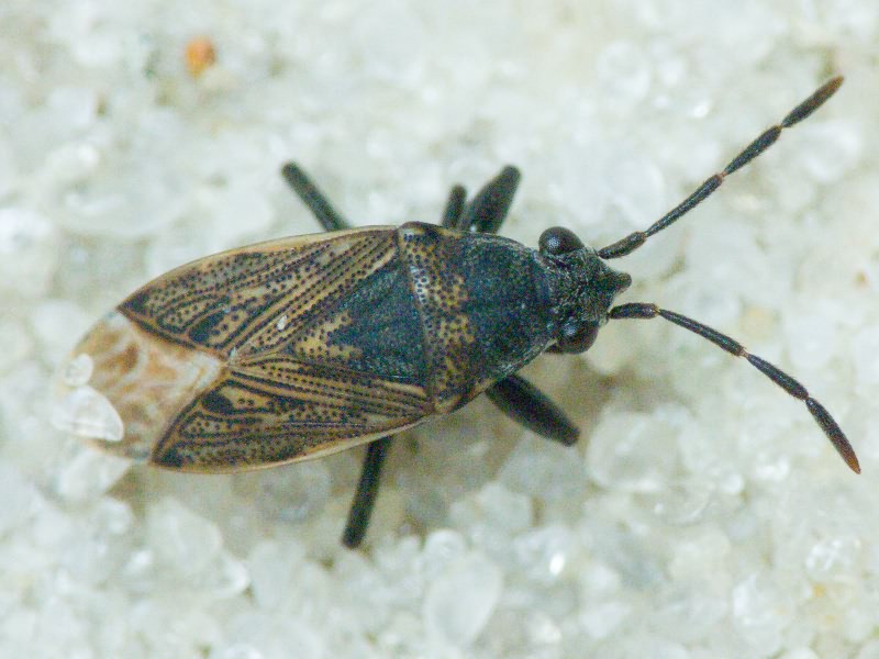Peritrechus geniculatus (Hahn, 1832)